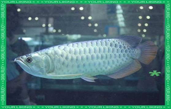 銀龍魚認識主人嗎【銀龍魚多久能認出主人】