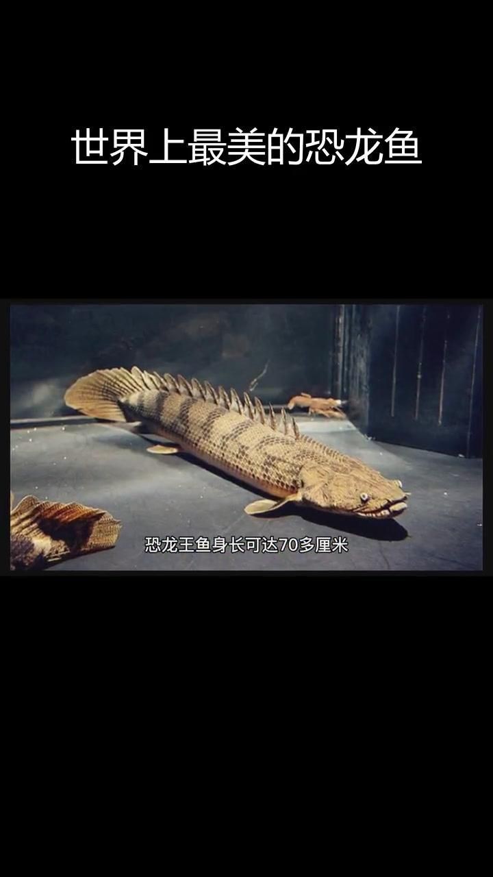 虎紋恐龍王魚最建議買嗎【世界上長得最像龍的觀賞魚——虎紋恐龍王魚】