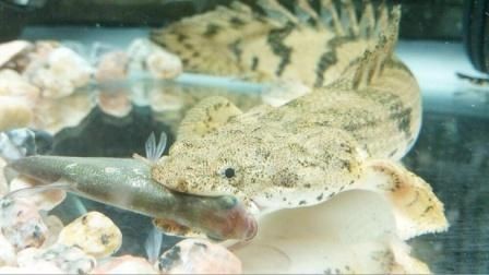 虎紋恐龍王魚最建議買嗎【世界上長得最像龍的觀賞魚——虎紋恐龍王魚】