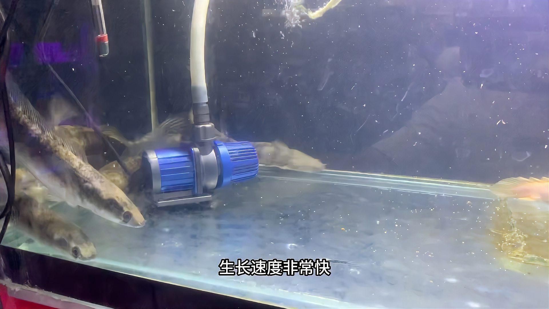虎紋恐龍王魚最建議買嗎【世界上長得最像龍的觀賞魚——虎紋恐龍王魚】 虎紋恐龍王魚最建議買嗎【世界上長得最像龍的觀賞魚——虎紋恐龍王魚】 龍魚論壇 第5張