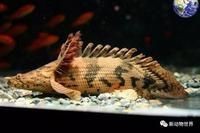 虎紋恐龍王魚最建議買嗎【世界上長得最像龍的觀賞魚——虎紋恐龍王魚】 虎紋恐龍王魚最建議買嗎【世界上長得最像龍的觀賞魚——虎紋恐龍王魚】 龍魚論壇 第9張