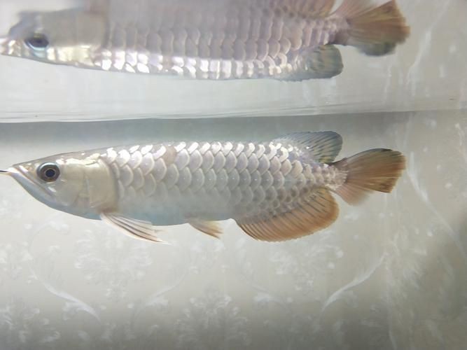 提供更多龍魚外寄癥狀圖【關于龍魚外寄癥狀的詳細解析】