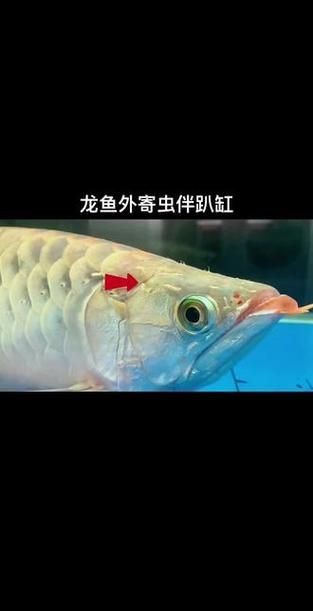 提供更多龍魚外寄癥狀圖【關于龍魚外寄癥狀的詳細解析】