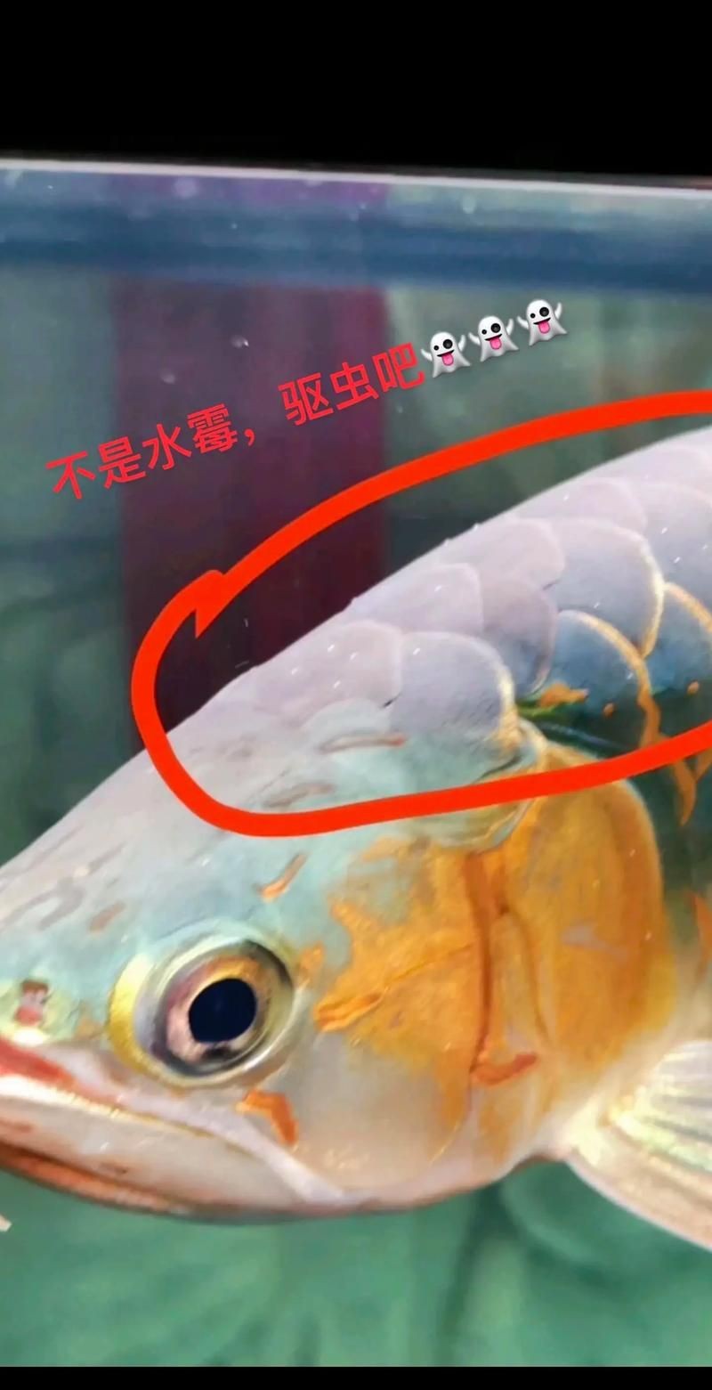 提供更多龍魚外寄癥狀圖【關于龍魚外寄癥狀的詳細解析】