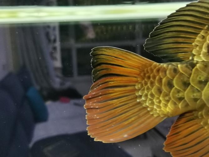 提供更多龍魚外寄癥狀圖【關于龍魚外寄癥狀的詳細解析】