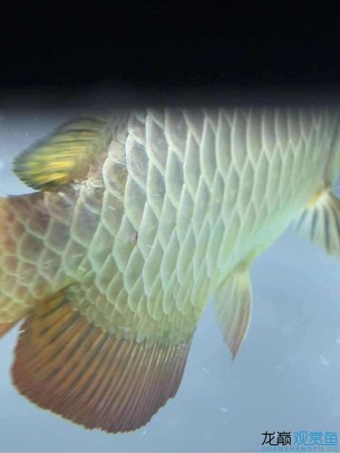 提供更多龍魚外寄癥狀圖【關于龍魚外寄癥狀的詳細解析】