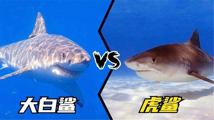 虎鯊和大白鯊的區別【全民小視頻，00:56虎鯊外表可愛，實則兇猛，攻擊人類次數驚人】 虎鯊和大白鯊的區別【全民小視頻，00:56虎鯊外表可愛，實則兇猛，攻擊人類次數驚人】 龍魚論壇 第1張