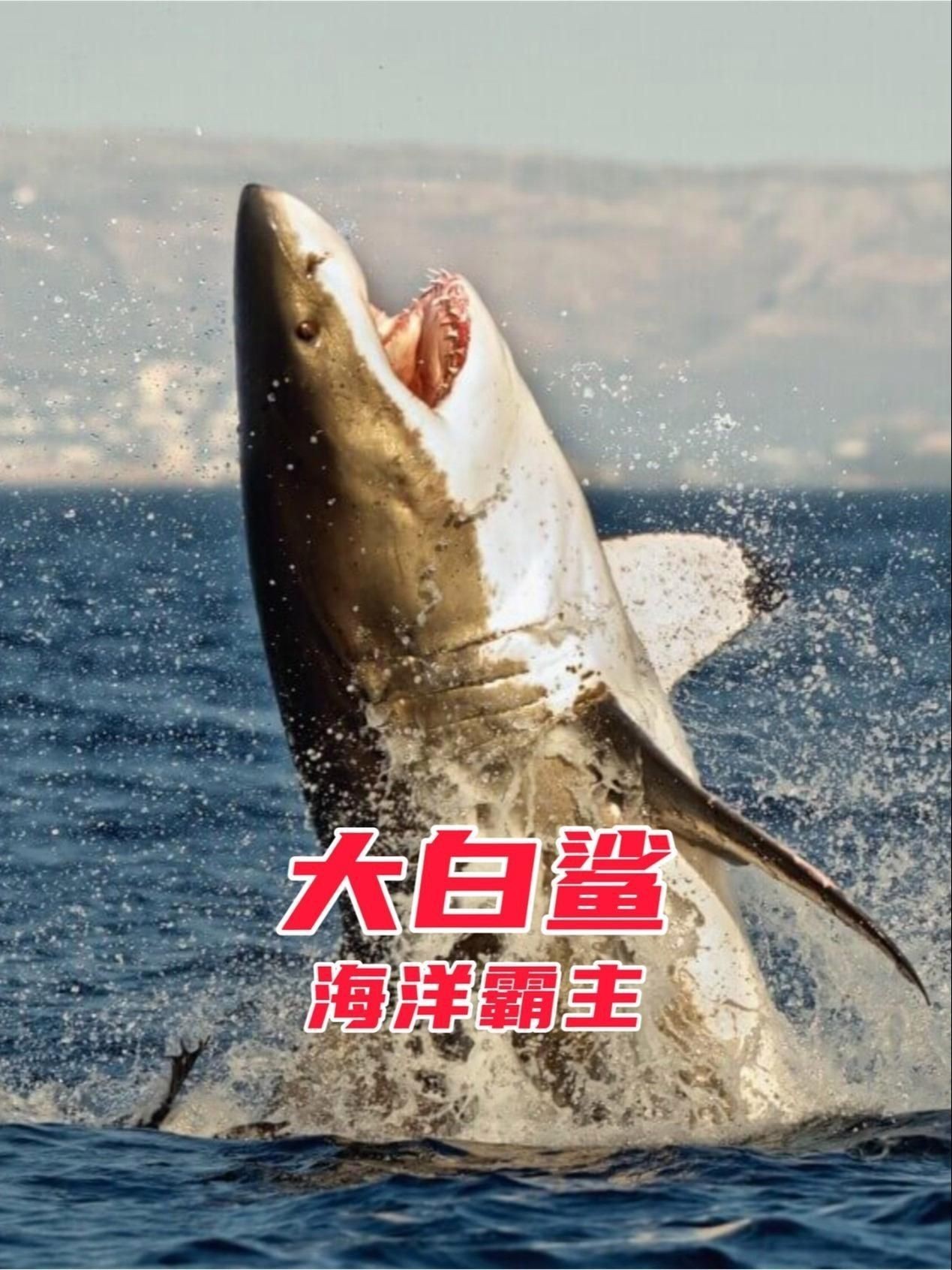 虎鯊和大白鯊的區別【全民小視頻，00:56虎鯊外表可愛，實則兇猛，攻擊人類次數驚人】 虎鯊和大白鯊的區別【全民小視頻，00:56虎鯊外表可愛，實則兇猛，攻擊人類次數驚人】 龍魚論壇 第6張