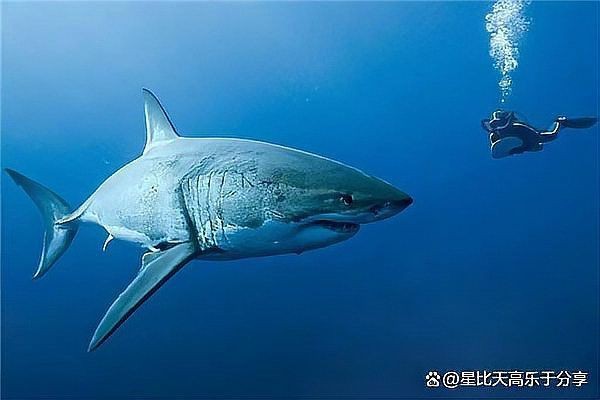 虎鯊和大白鯊的區別【全民小視頻，00:56虎鯊外表可愛，實則兇猛，攻擊人類次數驚人】 虎鯊和大白鯊的區別【全民小視頻，00:56虎鯊外表可愛，實則兇猛，攻擊人類次數驚人】 龍魚論壇 第7張