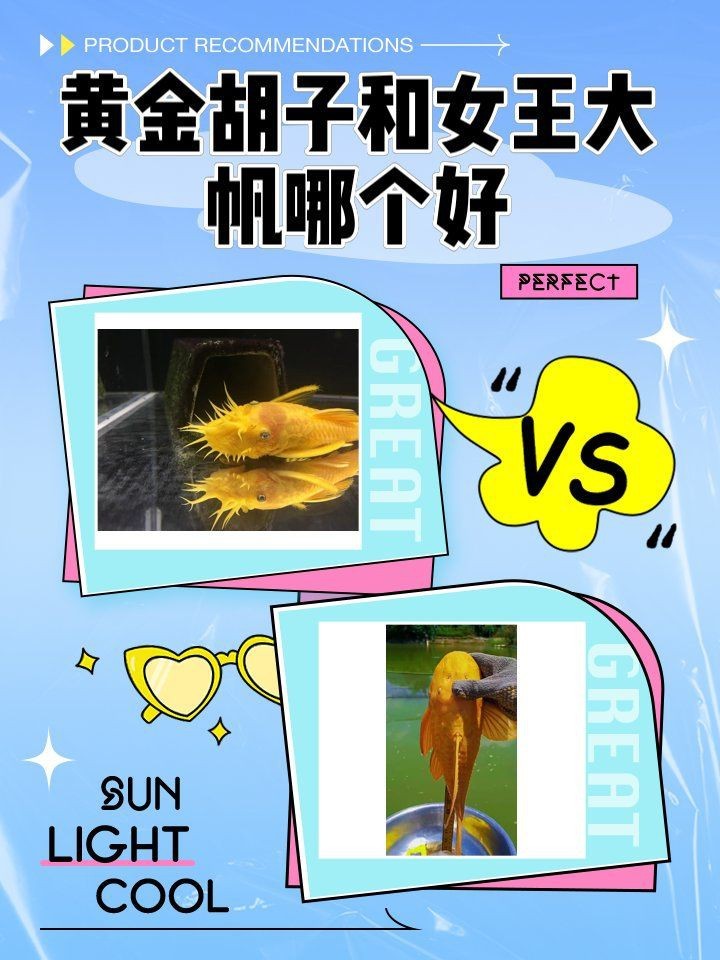 胡子和大帆哪個清缸好【莊戶人水族新手提問胡子和大帆哪個清缸更好】