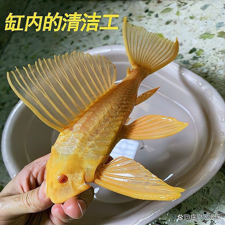 胡子和大帆哪個清缸好【莊戶人水族新手提問胡子和大帆哪個清缸更好】
