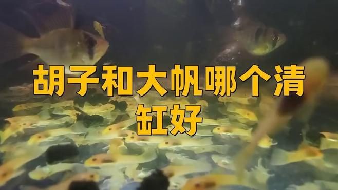 胡子和大帆哪個清缸好【莊戶人水族新手提問胡子和大帆哪個清缸更好】