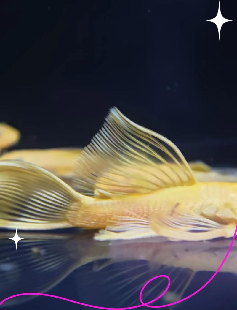 胡子和大帆哪個清缸好【莊戶人水族新手提問胡子和大帆哪個清缸更好】
