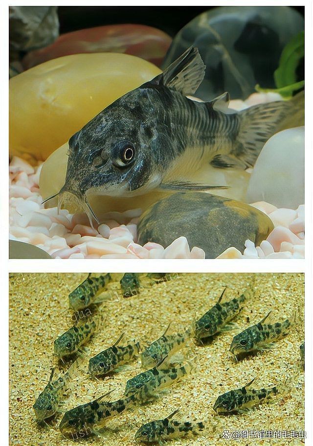 胡子和大帆哪個清缸好【莊戶人水族新手提問胡子和大帆哪個清缸更好】