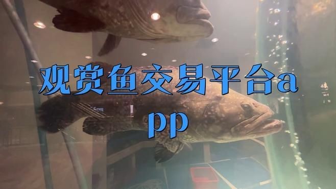 買魚去哪個平臺好【買觀賞魚哪個平臺好疆小援-防坑手冊】