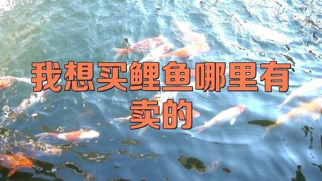買魚去哪個(gè)平臺好【買觀賞魚哪個(gè)平臺好疆小援-防坑手冊】