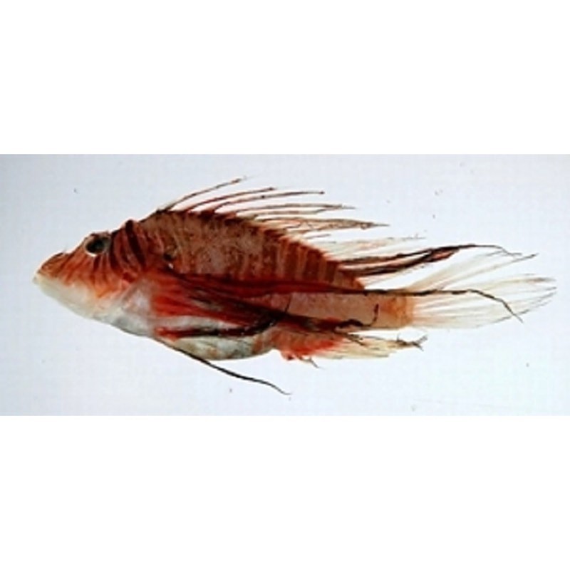 龍須貓魚有哪些天敵【龍須貓魚在自然界中面臨著來自多個物種的天敵威脅】 龍須貓魚有哪些天敵【龍須貓魚在自然界中面臨著來自多個物種的天敵威脅】 龍魚論壇 第1張