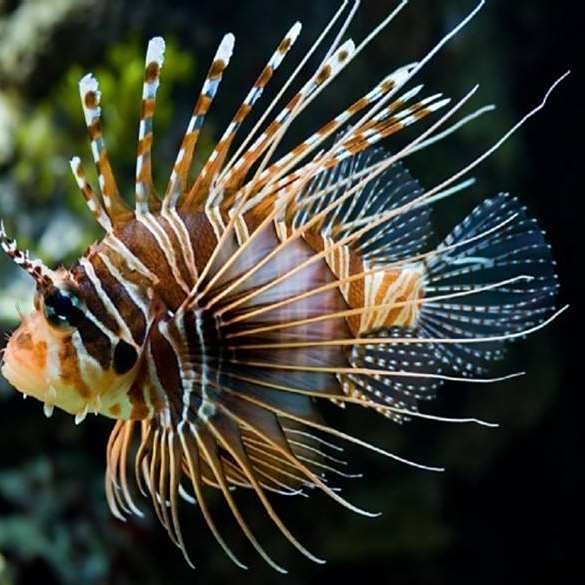龍須貓魚有哪些天敵【龍須貓魚在自然界中面臨著來自多個物種的天敵威脅】 龍須貓魚有哪些天敵【龍須貓魚在自然界中面臨著來自多個物種的天敵威脅】 龍魚論壇 第3張