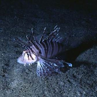 龍須貓魚有哪些天敵【龍須貓魚在自然界中面臨著來自多個物種的天敵威脅】 龍須貓魚有哪些天敵【龍須貓魚在自然界中面臨著來自多個物種的天敵威脅】 龍魚論壇 第2張