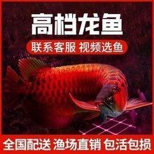 金頭過背金龍魚多少錢一條啊【金頭過背金龍魚價格】