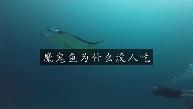 魔鬼魚為何不建議吃【魔鬼魚為什么沒人吃自然之光】