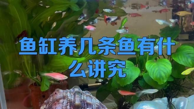 一個魚缸里混養幾種魚最合適？【靜怡慢時光魚缸養幾條魚有什么講究市井瞭望者一個魚缸里能混養幾種魚】