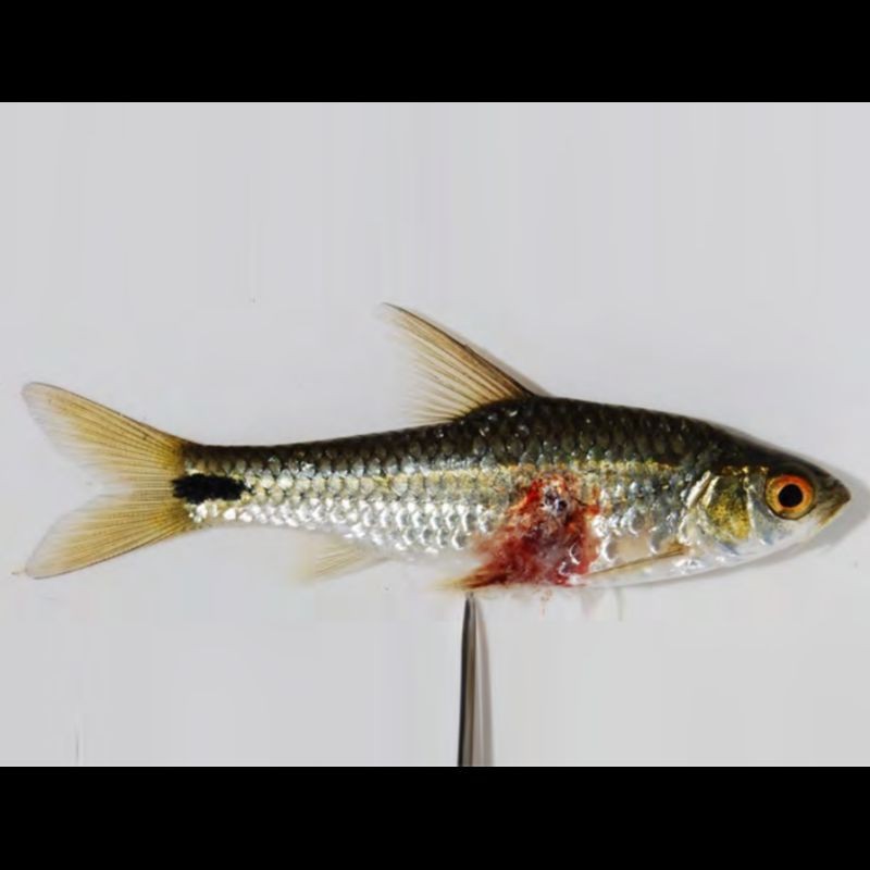 魚塘的魚身上有紅斑像潰爛【魚塘里的魚身上出現(xiàn)紅斑且類似潰爛的情況令人擔(dān)憂】