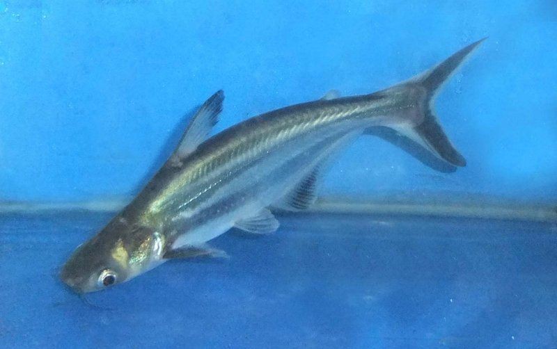 觀賞鯊魚品種大全【《觀賞鯊魚品種大全》】