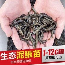 給我一張龍魚小魚苗的圖片【觀賞龍魚魚苗圖片】 給我一張龍魚小魚苗的圖片【觀賞龍魚魚苗圖片】 龍魚論壇 第27張