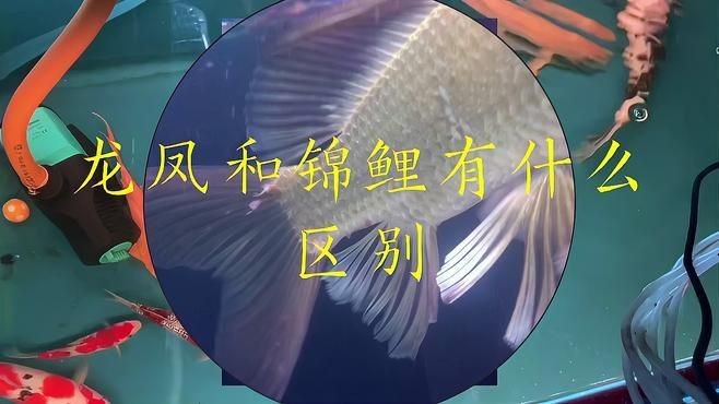 龍鳳魚【龍鳳魚和錦鯉有什么區別】