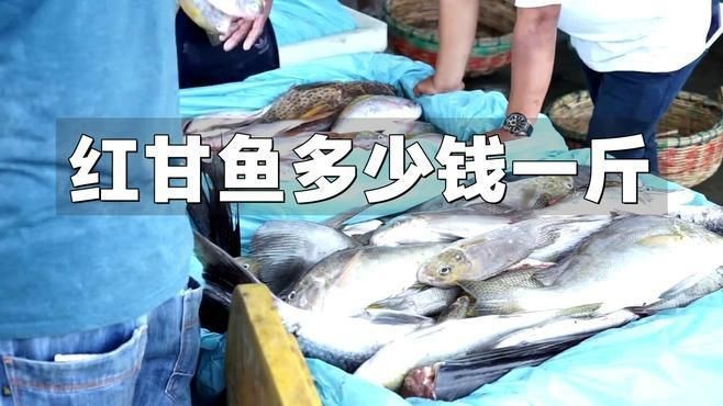 龍魚白膜破裂會自行恢復嗎，如何判斷龍魚白膜是否感染？