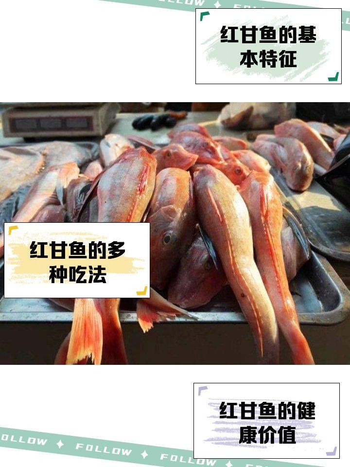 紅甘魚屬于什么檔次【日本刺身中的隱藏之寶紅甘魚多少錢一斤渝圈圈紅甘魚屬于什么檔次】