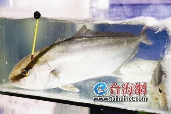 紅甘魚屬于什么檔次【日本刺身中的隱藏之寶紅甘魚多少錢一斤渝圈圈紅甘魚屬于什么檔次】