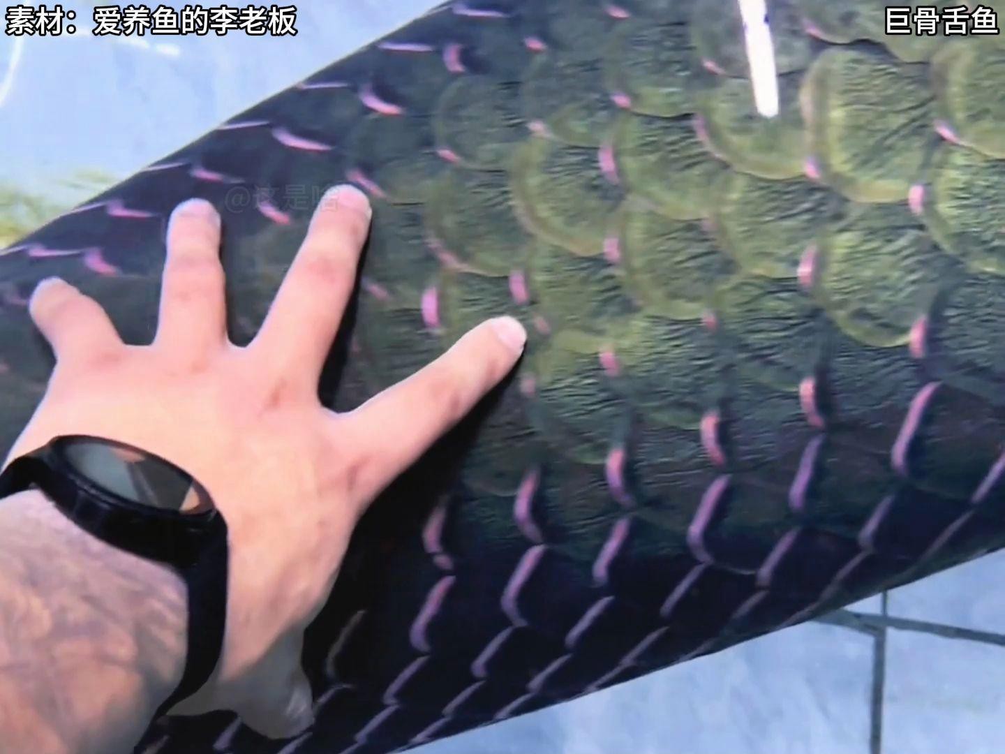 愛養(yǎng)魚的李老板的視頻【《愛養(yǎng)魚的李老板：視頻中的養(yǎng)魚趣事與專業(yè)分享》】