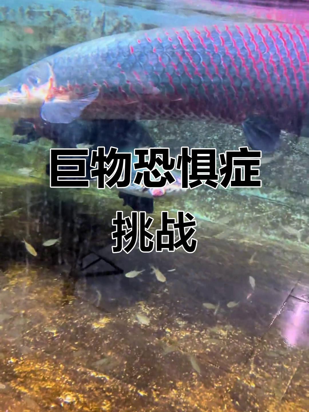 愛養(yǎng)魚的李老板的視頻【《愛養(yǎng)魚的李老板：視頻中的養(yǎng)魚趣事與專業(yè)分享》】
