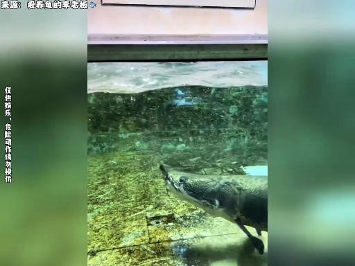 愛養(yǎng)魚的李老板的視頻【《愛養(yǎng)魚的李老板：視頻中的養(yǎng)魚趣事與專業(yè)分享》】