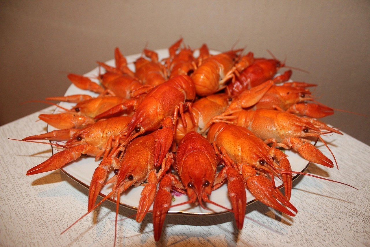 紅龍福龍魚最簡單三個(gè)步驟【紅龍福龍福龍魚的日常飼養(yǎng)管理要注意什么】