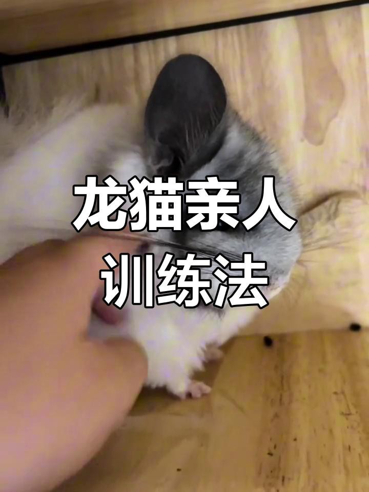 有哪些方法可以加速龍貓認主？【如何讓龍貓從緊張到粘人三步搞定龍貓親近秘訣】