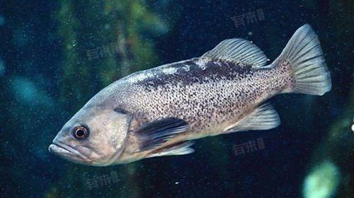 龍躉石斑魚的營養(yǎng)價值【《龍躉石斑魚的營養(yǎng)價值》】