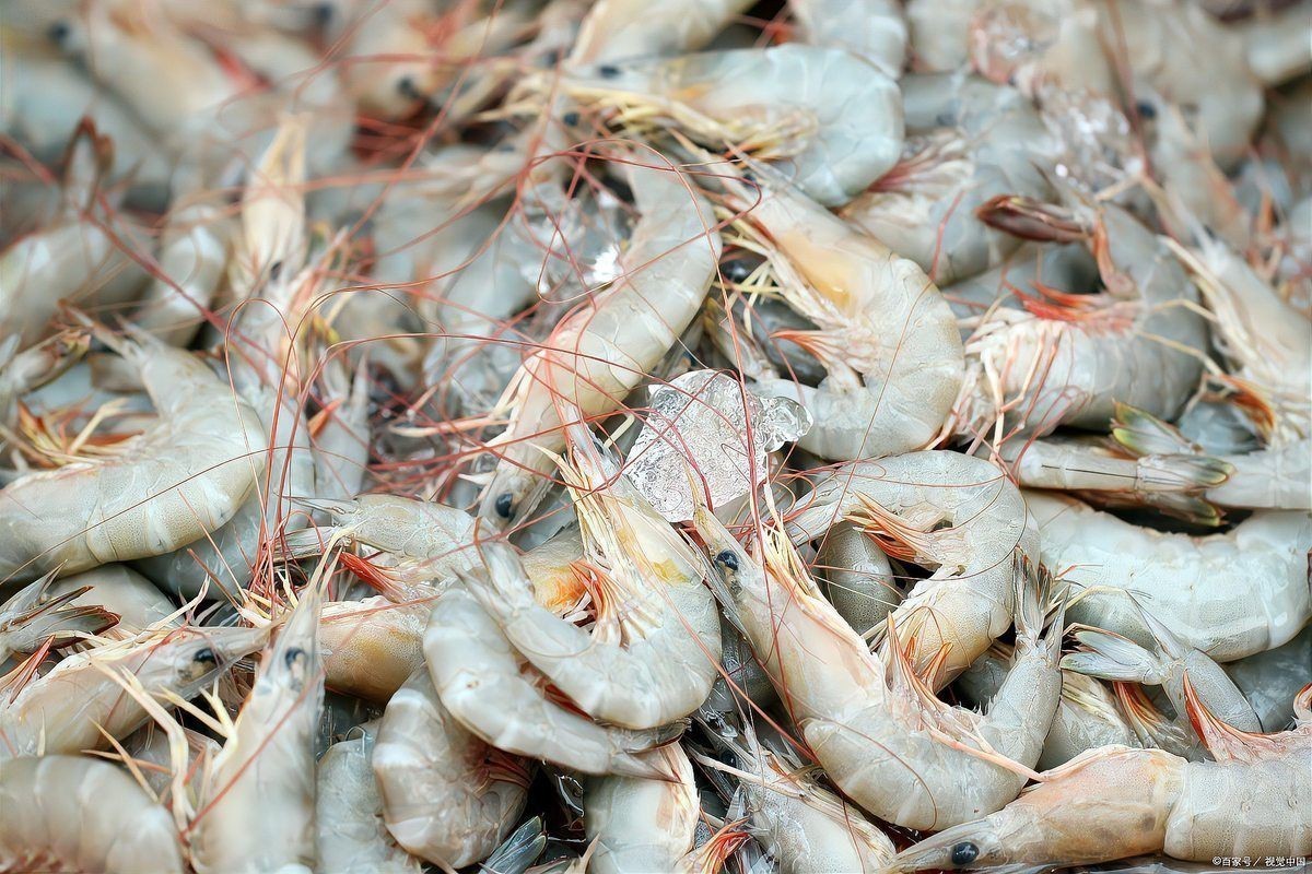 紅龍魚吃蝦要帶殼還是去殼【紅龍魚喂食帶殼喂食蝦的好處多,紅龍魚的處理方式不同】 龍魚論壇 第3張 紅龍魚吃蝦要帶殼還是去殼【紅龍魚喂食帶殼喂食蝦的好處多,紅龍魚的處理方式不同】 紅龍魚吃蝦要帶殼還是去殼【紅龍魚喂食帶殼喂食蝦的好處多,紅龍魚的處理方式不同】 龍魚論壇 第3張