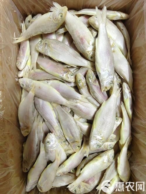 龍須魚圖片【福建男子釣到一條龍須怪魚，村里老人稱小時候也有人釣過何克儉】