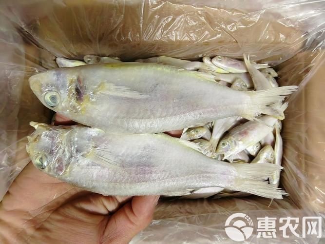 龍須魚圖片【福建男子釣到一條龍須怪魚，村里老人稱小時候也有人釣過何克儉】