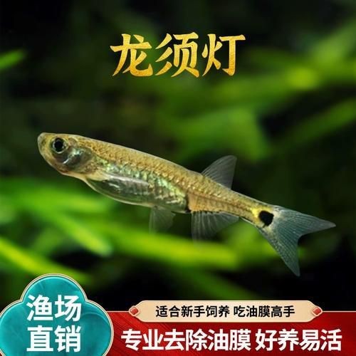 龍須魚圖片【福建男子釣到一條龍須怪魚，村里老人稱小時候也有人釣過何克儉】