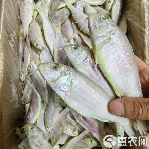 龍須魚圖片【福建男子釣到一條龍須怪魚，村里老人稱小時候也有人釣過何克儉】