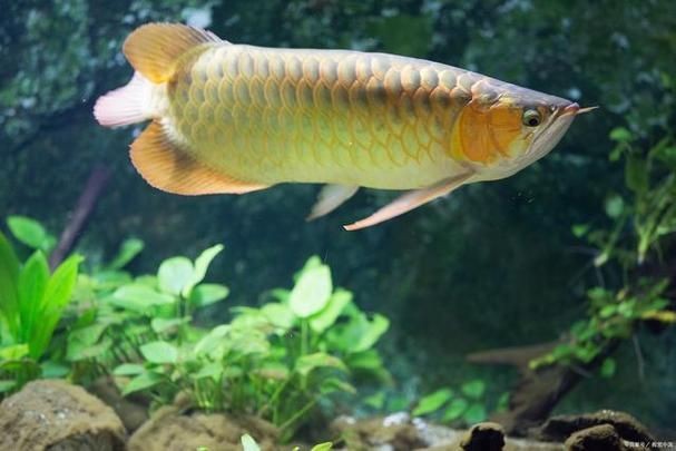 龍須魚圖片【福建男子釣到一條龍須怪魚，村里老人稱小時候也有人釣過何克儉】