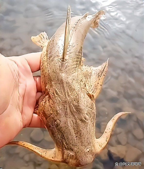 龍須魚圖片【福建男子釣到一條龍須怪魚，村里老人稱小時候也有人釣過何克儉】