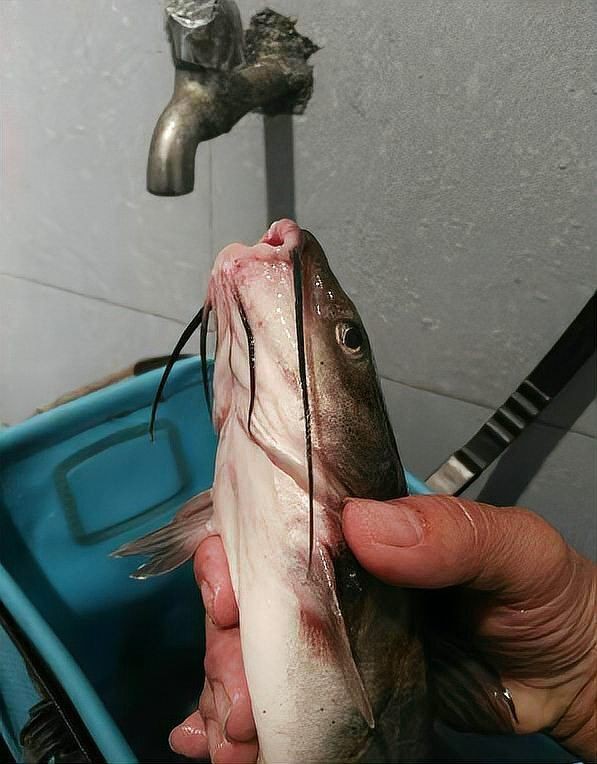 龍須魚圖片【福建男子釣到一條龍須怪魚，村里老人稱小時候也有人釣過何克儉】