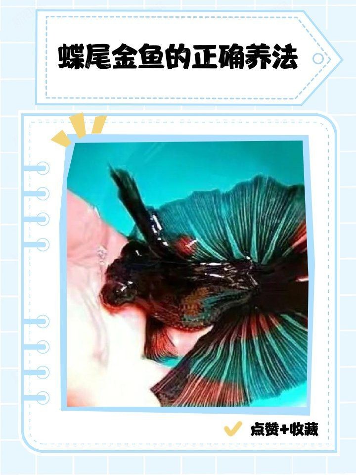 如何降低蝶尾金魚的淘汰率？【養殖蝶尾金魚的注意事項】 如何降低蝶尾金魚的淘汰率？【養殖蝶尾金魚的注意事項】 龍魚百科 第1張