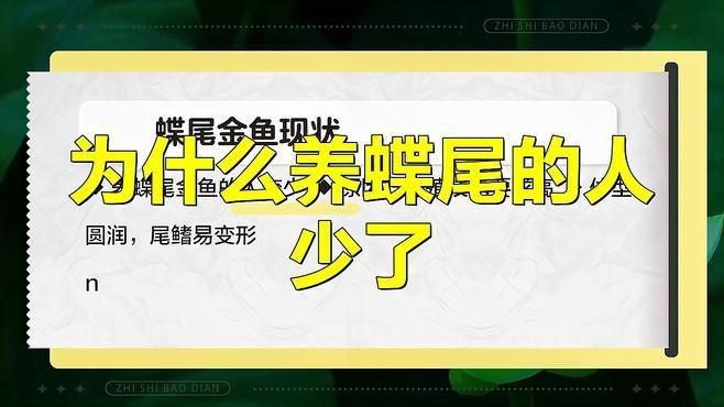 如何降低蝶尾金魚的淘汰率？【養殖蝶尾金魚的注意事項】 如何降低蝶尾金魚的淘汰率？【養殖蝶尾金魚的注意事項】 龍魚百科 第2張