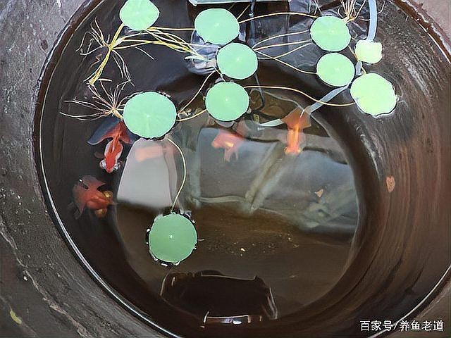 如何降低蝶尾金魚的淘汰率？【養殖蝶尾金魚的注意事項】 如何降低蝶尾金魚的淘汰率？【養殖蝶尾金魚的注意事項】 龍魚百科 第3張